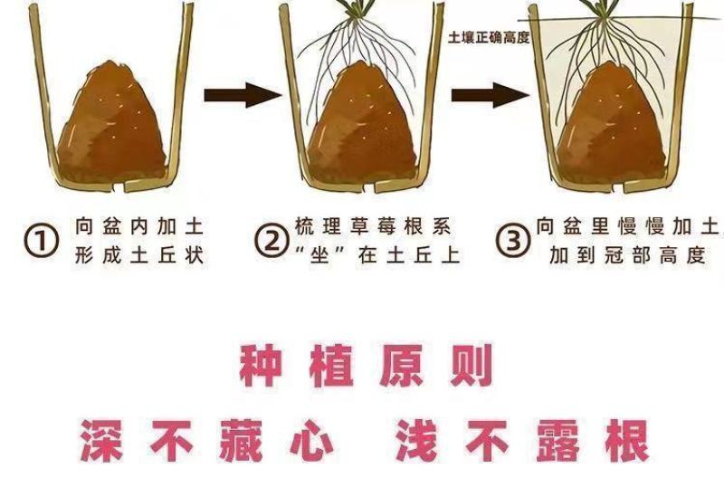 四季草莓苗正宗甜查理红颜草莓脱毒草莓红颜四季结果阳台种植