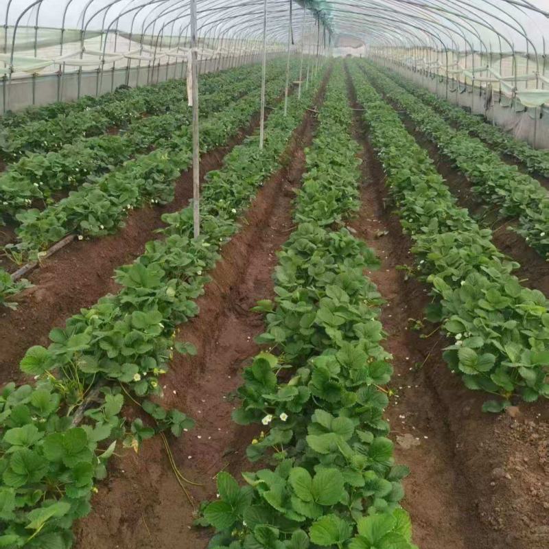 四季草莓苗正宗甜查理红颜草莓脱毒草莓红颜四季结果阳台种植