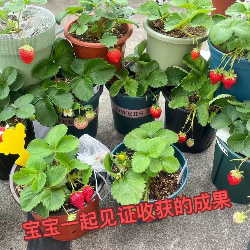 四季草莓苗正宗甜查理红颜草莓脱毒草莓红颜四季结果阳台种植