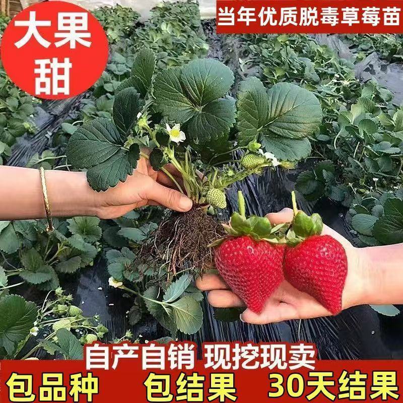 四季草莓苗正宗甜查理红颜草莓脱毒草莓红颜四季结果阳台种植