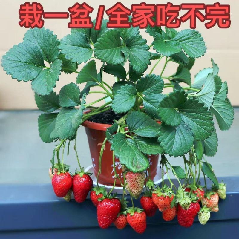 四季草莓苗正宗甜查理红颜草莓脱毒草莓红颜四季结果阳台种植