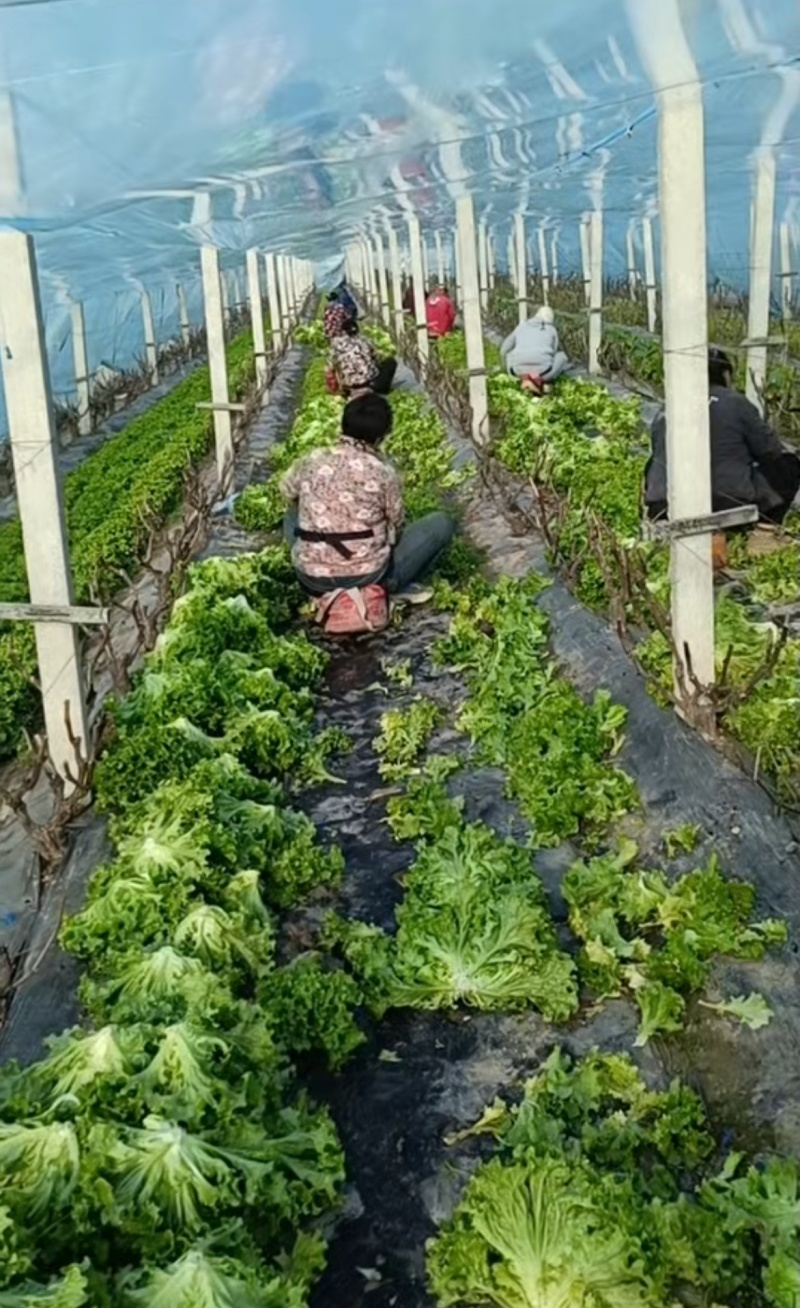 山东金乡生菜散叶生菜大量上市，黄绿叶都有产地直供量大从优