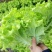 山东金乡生菜散叶生菜大量上市，黄绿叶都有产地直供量大从优