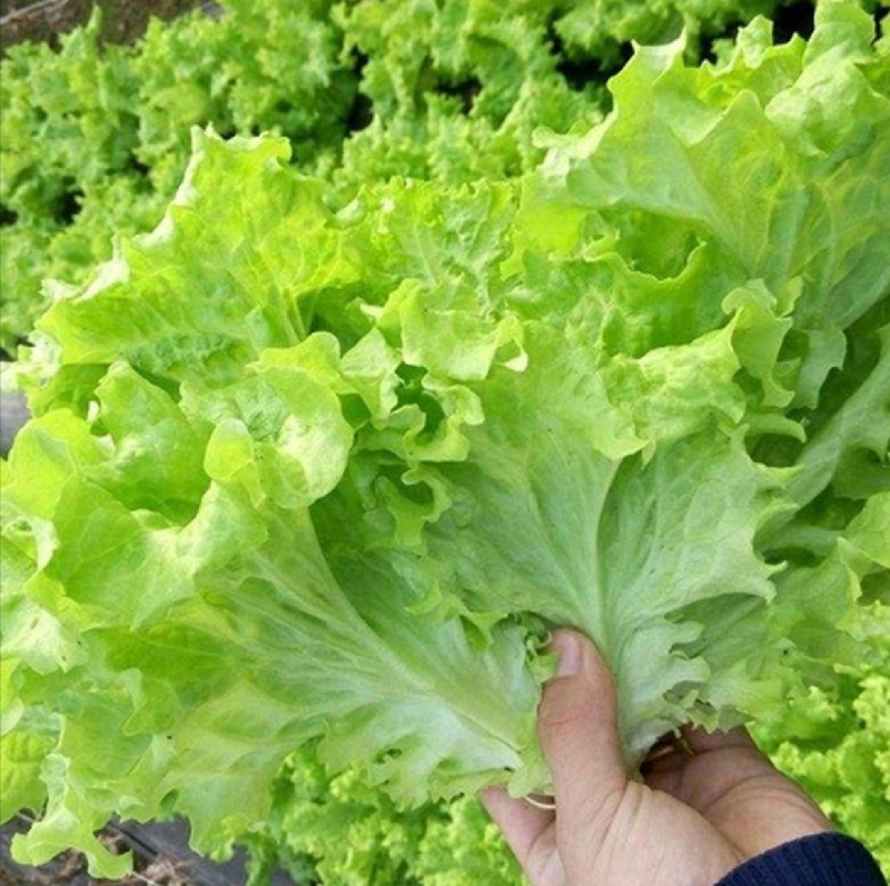 山东金乡生菜散叶生菜大量上市，黄绿叶都有产地直供量大从优