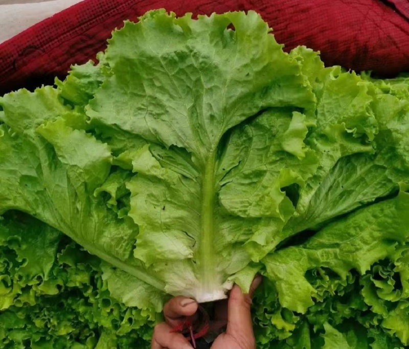 山东金乡生菜散叶生菜大量上市，黄绿叶都有产地直供量大从优