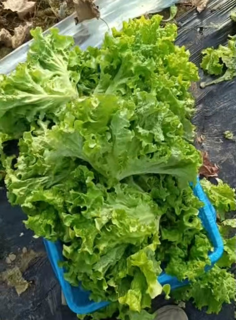 山东金乡生菜散叶生菜大量上市，黄绿叶都有产地直供量大从优