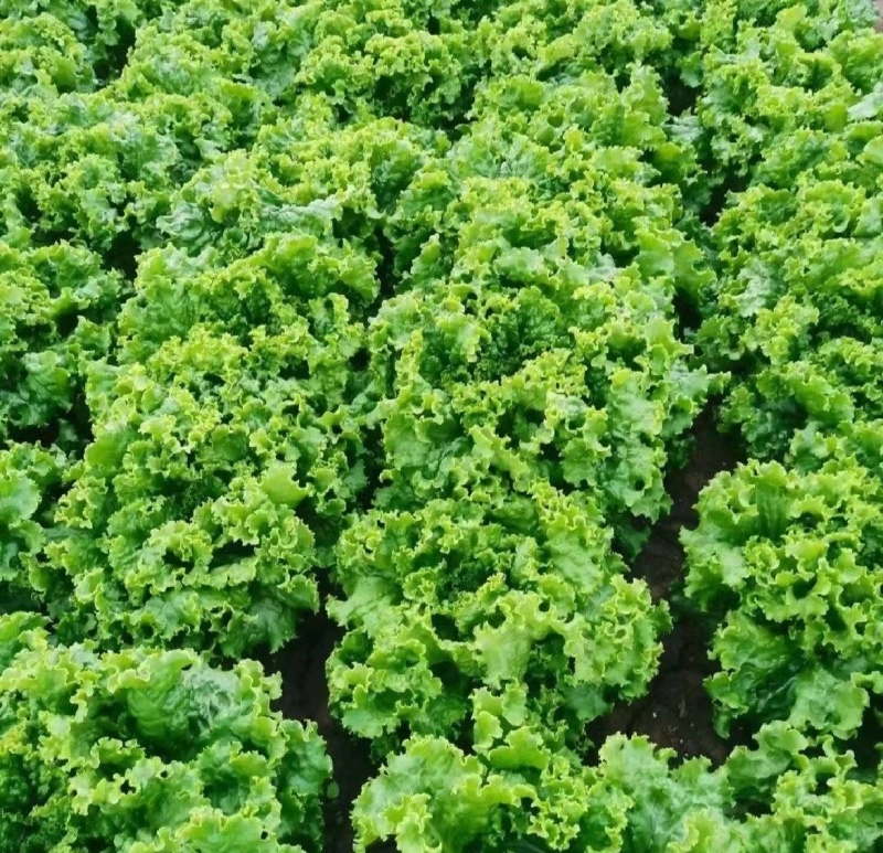 山东金乡生菜散叶生菜大量上市，黄绿叶都有产地直供量大从优