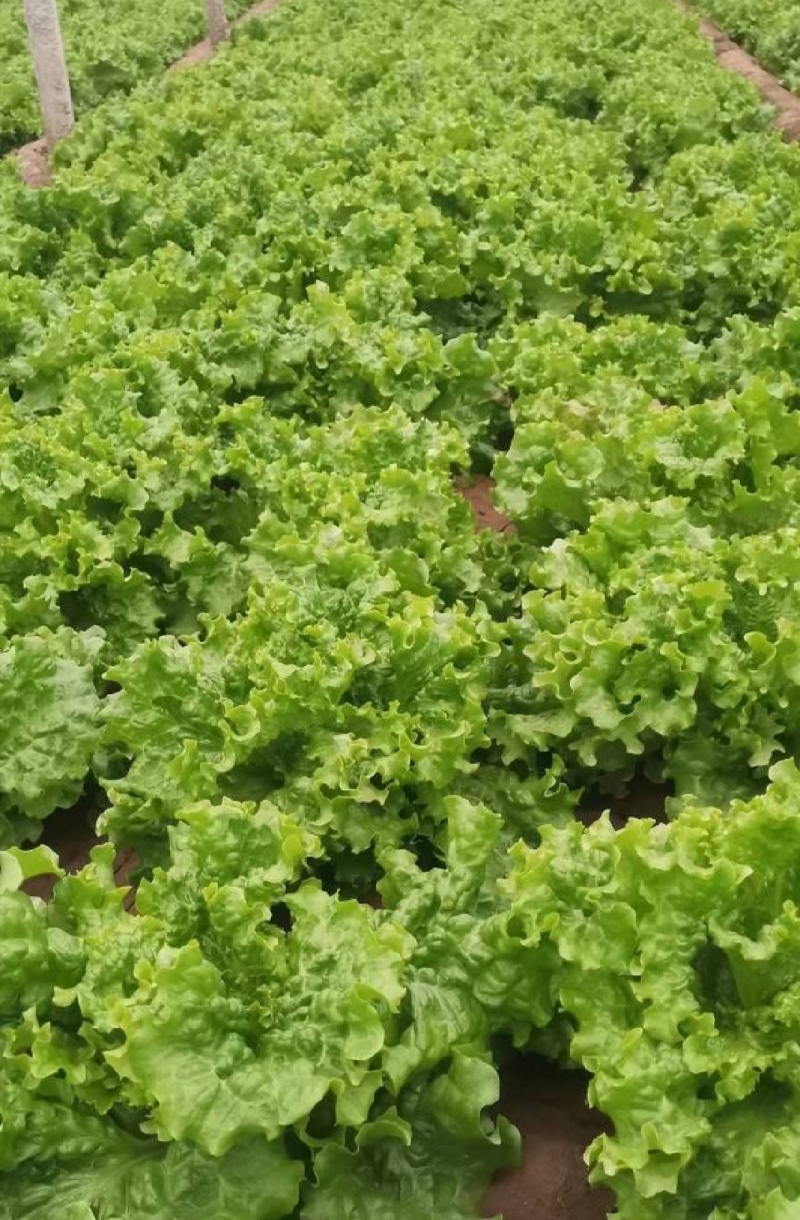 山东金乡生菜散叶生菜大量上市，黄绿叶都有产地直供量大从优