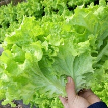 山东金乡生菜散叶生菜大量上市，黄绿叶都有产地直供量大从优