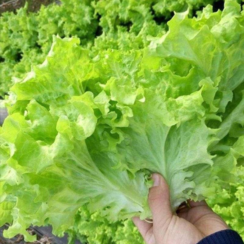 山东金乡生菜散叶生菜大量上市，黄绿叶都有产地直供量大从优