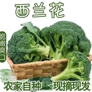 湖北绿翡翠绿宝石90西兰花看货论价保质保量欢迎订购