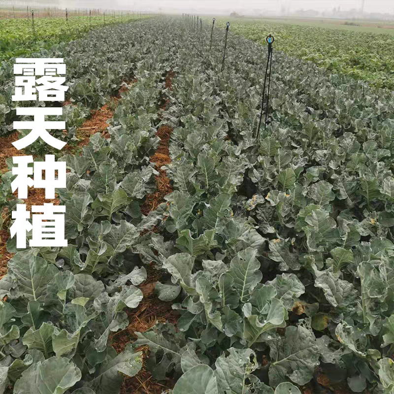 湖北绿翡翠绿宝石90西兰花看货论价保质保量欢迎订购