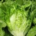 推荐山东金乡生菜散叶生菜基地直供量大从优欢迎联系