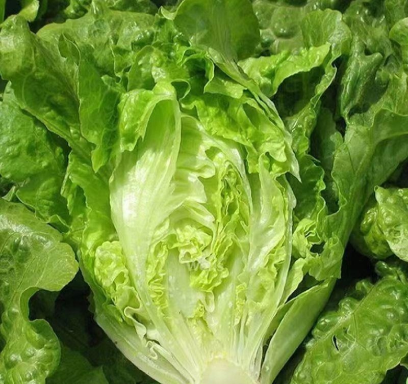 推荐山东金乡生菜散叶生菜基地直供量大从优欢迎联系