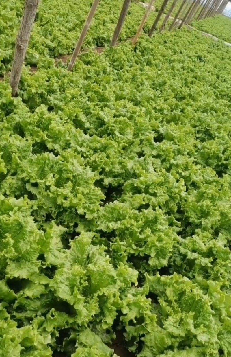 推荐山东金乡生菜散叶生菜基地直供量大从优欢迎联系