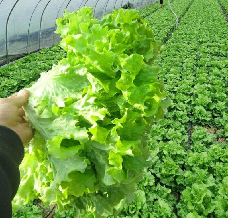 推荐山东金乡生菜散叶生菜基地直供量大从优欢迎联系