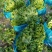 推荐山东金乡生菜散叶生菜基地直供量大从优欢迎联系