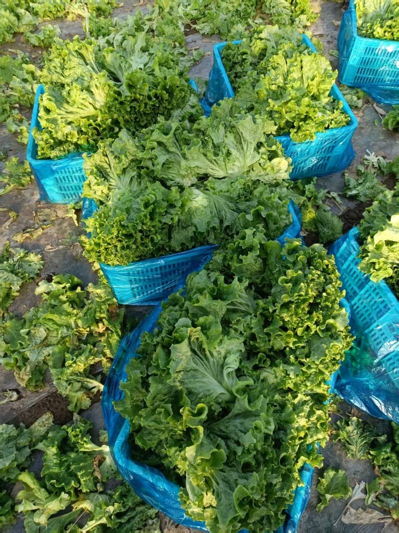 推荐山东金乡生菜散叶生菜基地直供量大从优欢迎联系