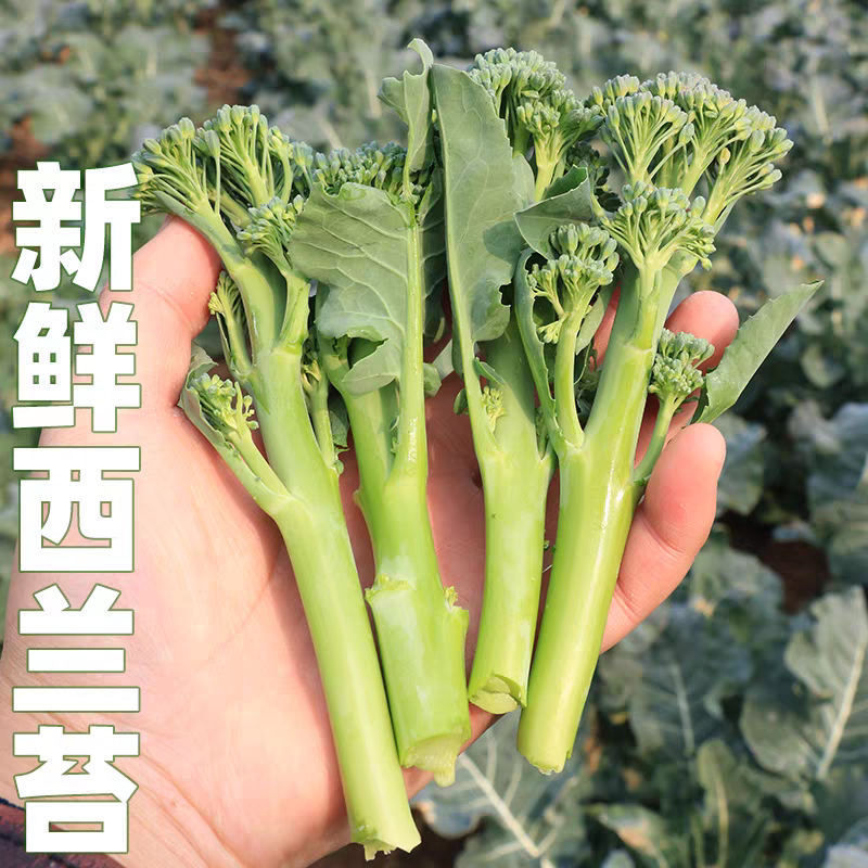 炎秀西兰花美青西兰花产地一手货源看货论价支持发货