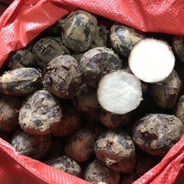 广西万亩清甜广西马蹄荸荠当季大量供应中