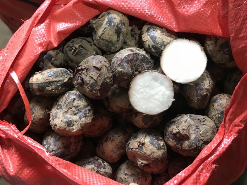广西万亩清甜广西马蹄荸荠当季大量供应中