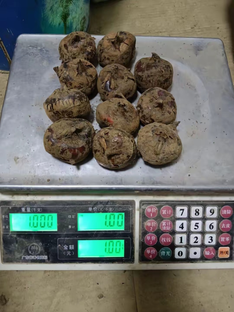 广西万亩清甜广西马蹄荸荠当季大量供应中