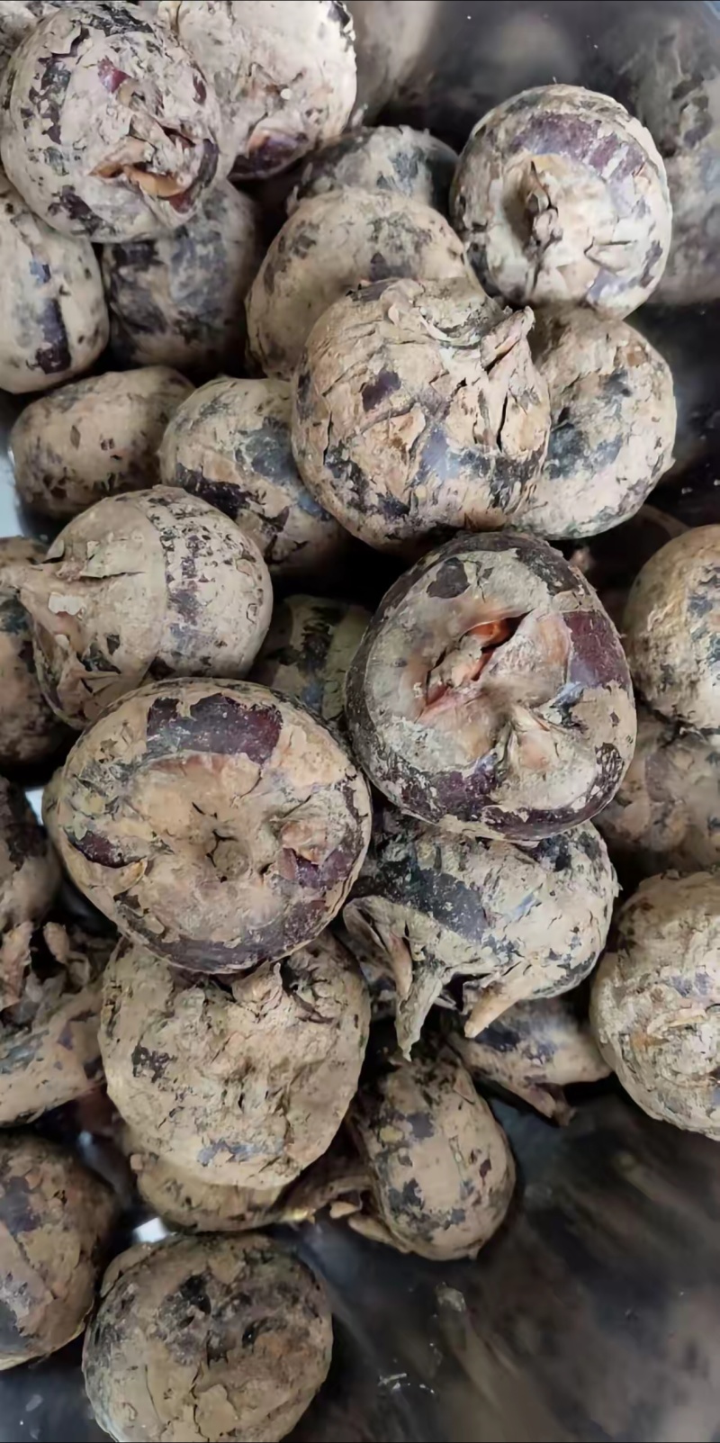 广西万亩清甜广西马蹄荸荠当季大量供应中