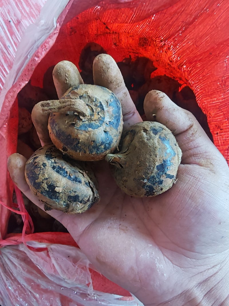 广西万亩清甜广西马蹄荸荠当季大量供应中