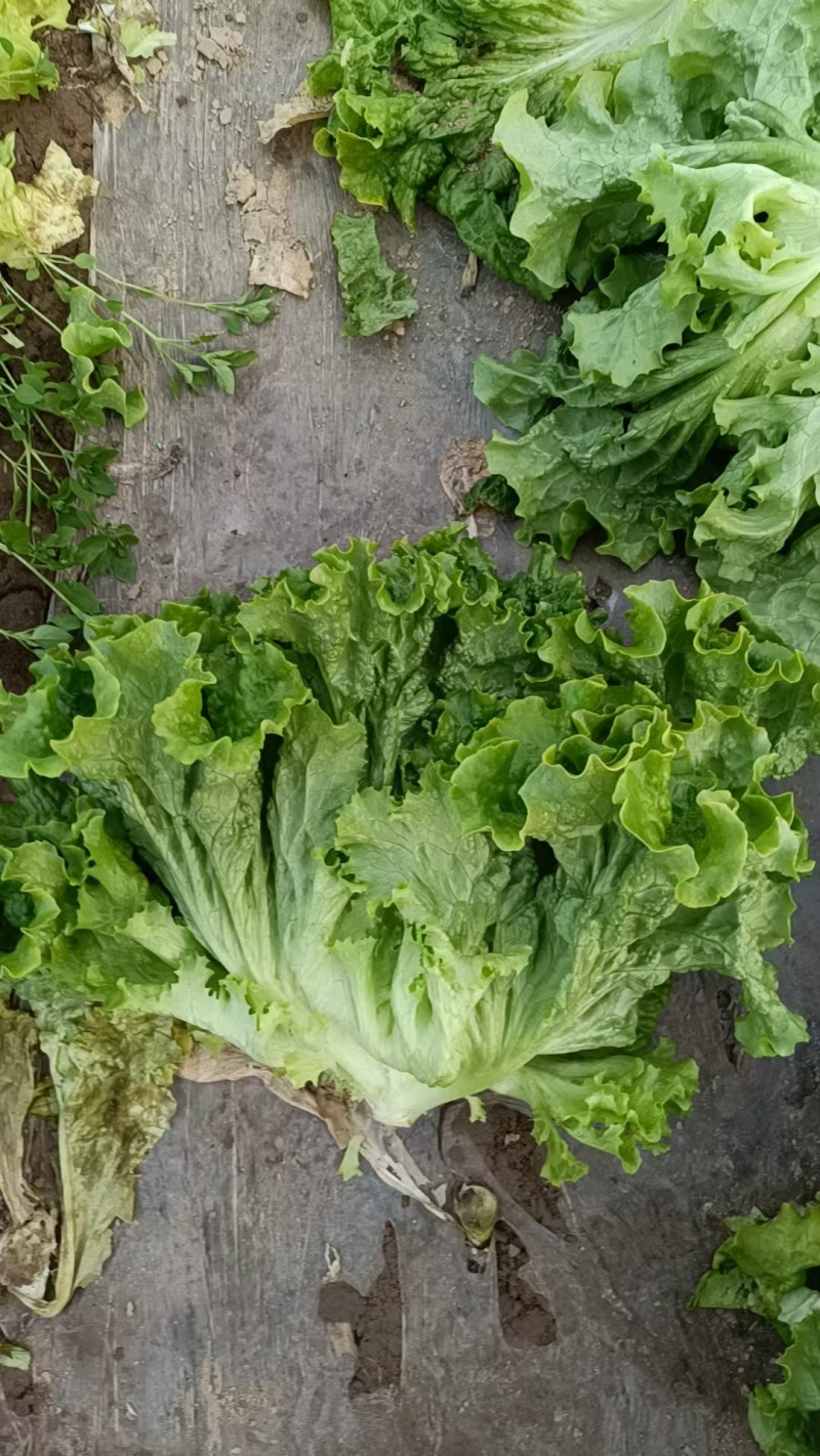 金乡生菜散叶生菜基地直供量大从优价格实惠欢迎联