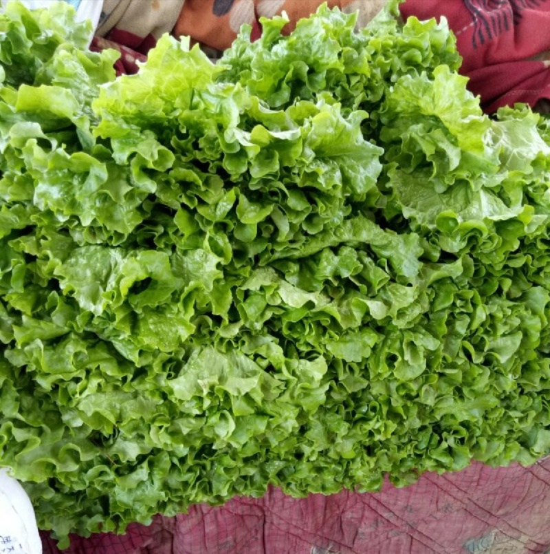 金乡生菜散叶生菜基地直供量大从优价格实惠欢迎联