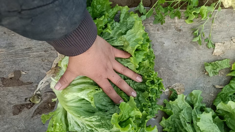 金乡生菜散叶生菜基地直供量大从优价格实惠欢迎联