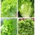 金乡生菜散叶生菜基地直供量大从优价格实惠欢迎联