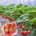 四季奶油草莓盆栽秧苗室内室外阳台庭院种植南北方果树当年结