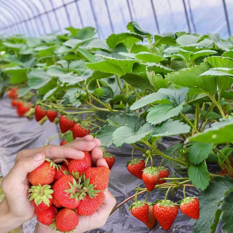 四季奶油草莓盆栽秧苗室内室外阳台庭院种植南北方果树当年结