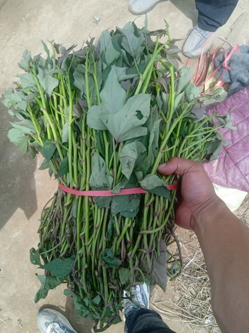 大田哈密脱毒种苗，红皮哈密，成活率高，结薯率早，品相好。