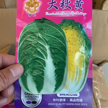 李涛大秋黄白菜种子