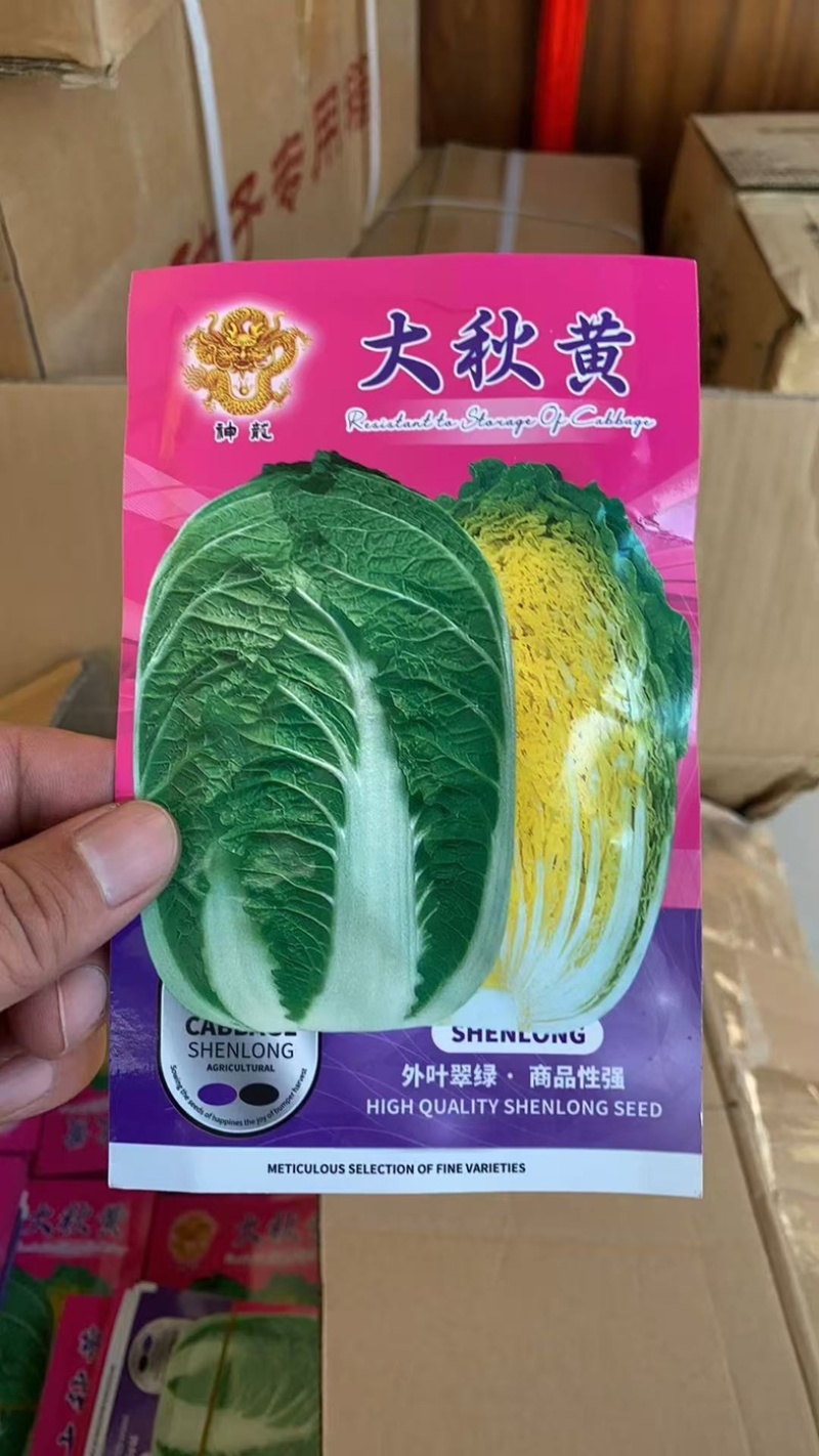 李涛大秋黄白菜种子