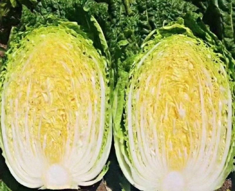 李涛大秋黄白菜种子