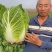 李涛大秋黄白菜种子