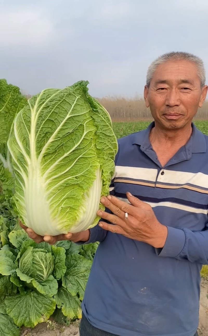 李涛大秋黄白菜种子