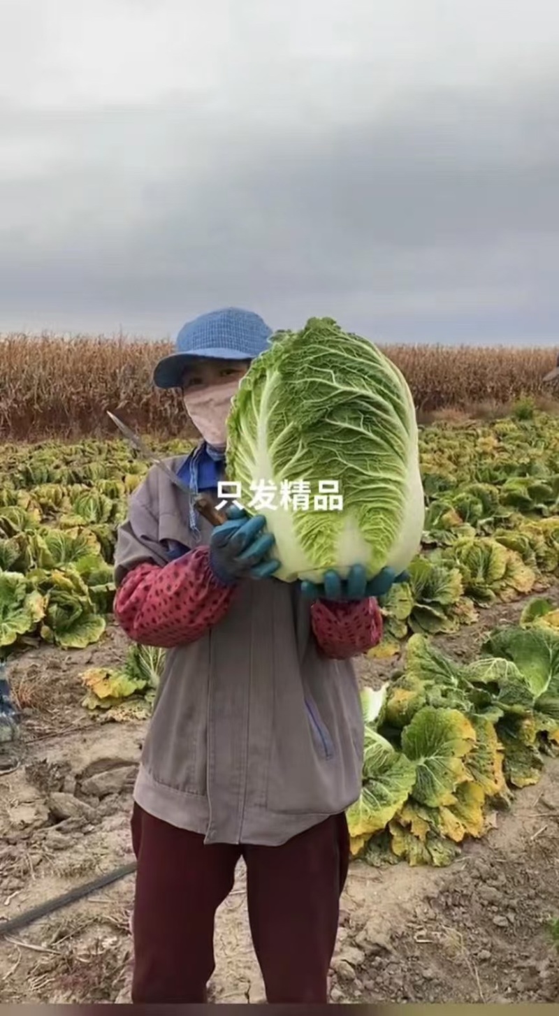 李涛大秋黄白菜种子