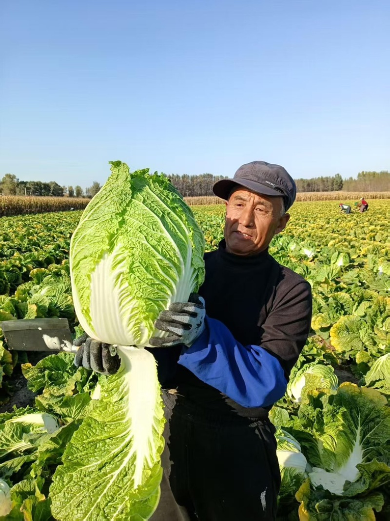 李涛大秋黄白菜种子
