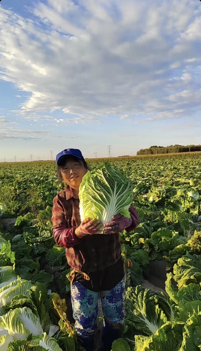 李涛大秋黄白菜种子