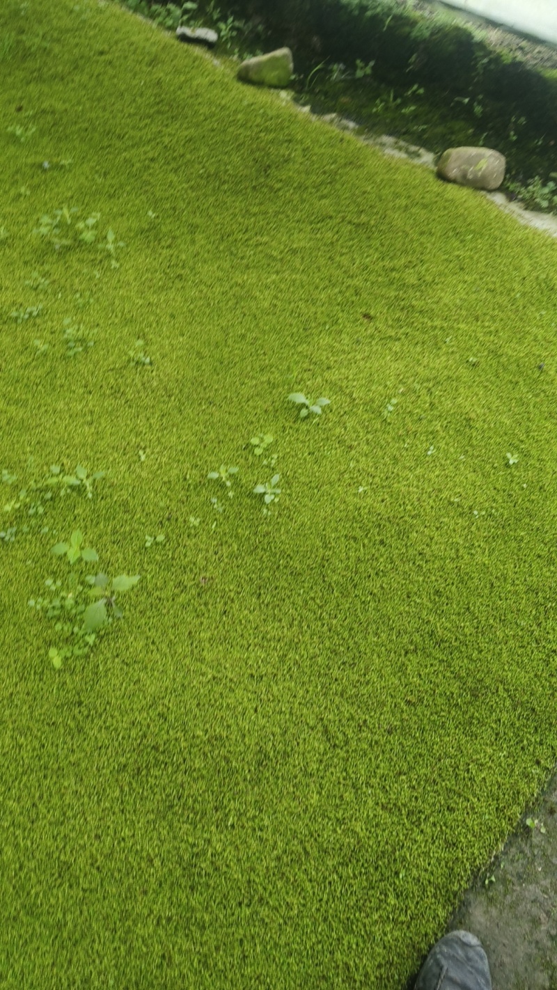 苔藓小灰星星砂藓
