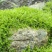 苔藓小灰星星砂藓