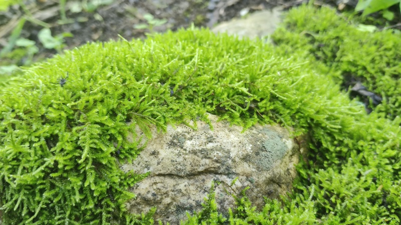 苔藓小灰星星砂藓