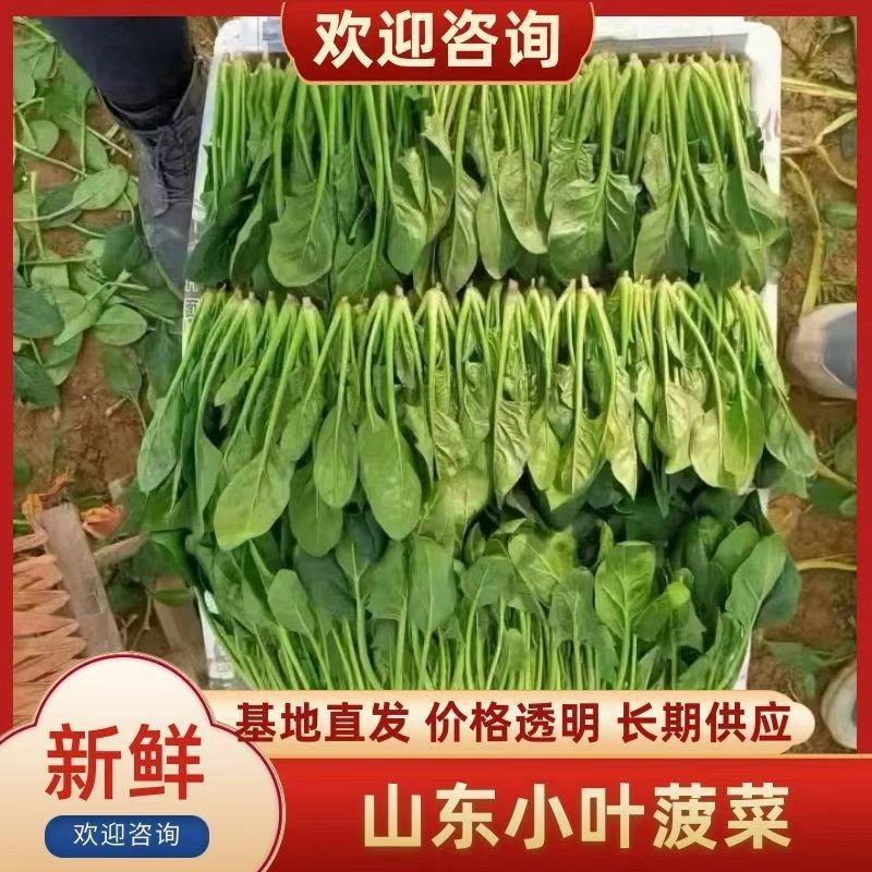 菏泽单县万亩菠菜基地，对接市场，渠道，商超，火锅店。。