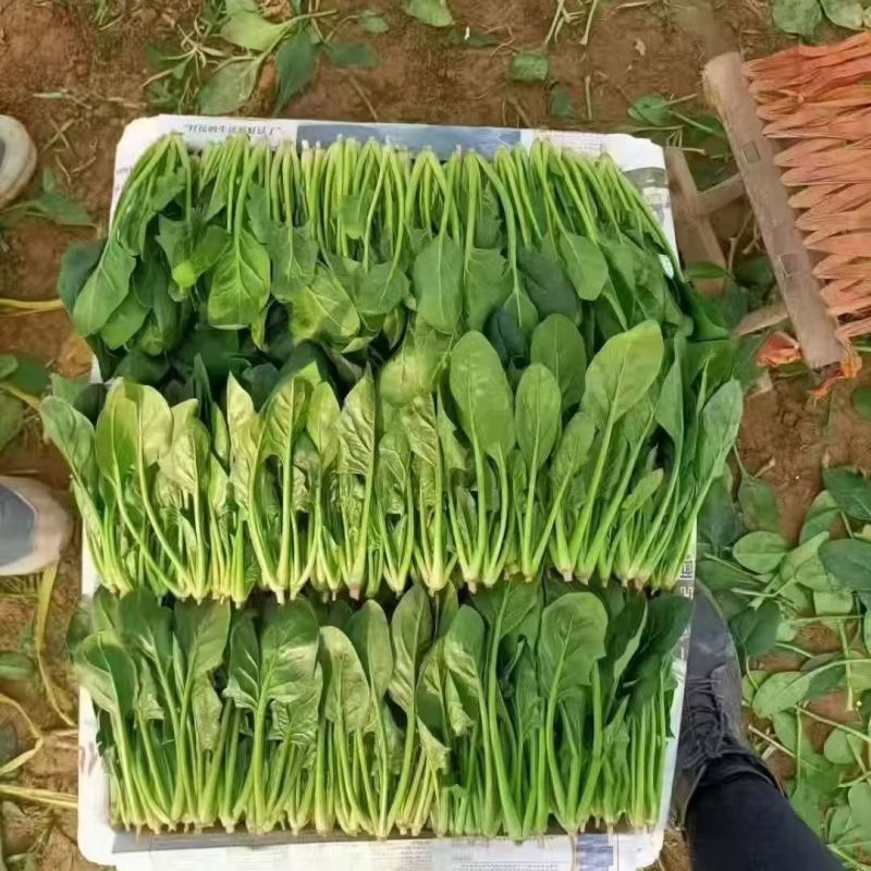 菏泽单县万亩菠菜基地，对接市场，渠道，商超，火锅店。。