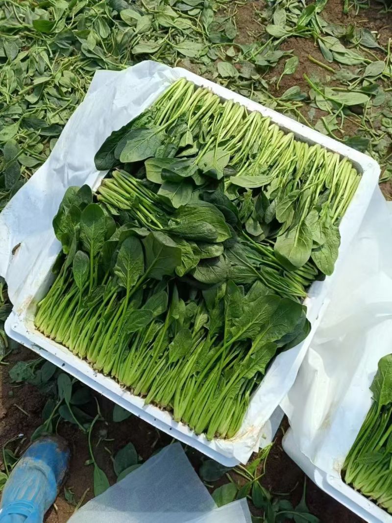 菏泽单县万亩菠菜基地，对接市场，渠道，商超，火锅店。。