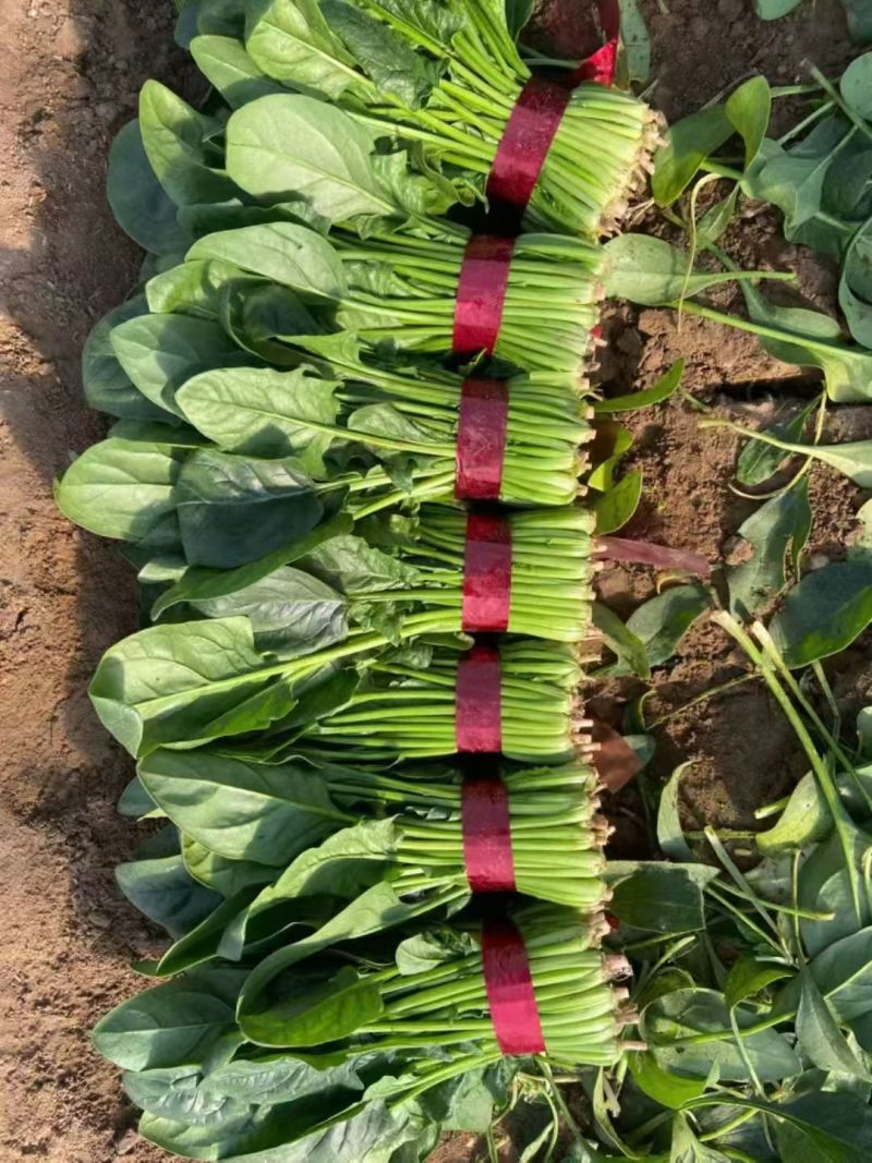 菏泽单县万亩菠菜基地，对接市场，渠道，商超，火锅店。。